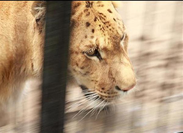 Liger Kalika Popularity at Seirra Safari Zoo. 