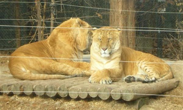 Korean Ligers Sitting at Everland Zoo in South Korea