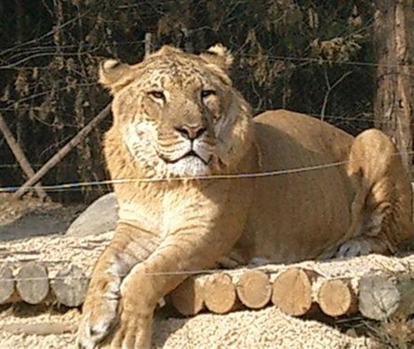 Liger in Korea was born without Insemination Treatment. 