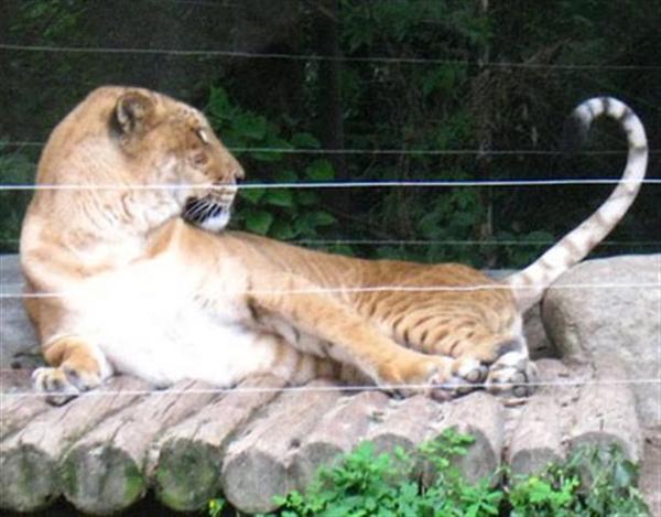 Liger in Korea Playing with its Tail at a Yongin Zoo South Korea.