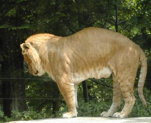 Liger Rapido at Everland Zoo in South Korea.