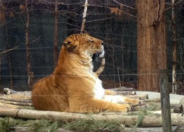 Liger in Korean Zoo Watching other Tigers in the preserve