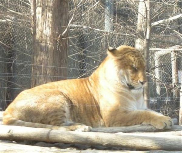 Liger Resting at Yongin Zoo in South Korea.