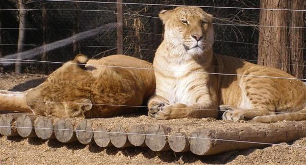 Ligers taking sunshine at Everland Zoo in South Korea.