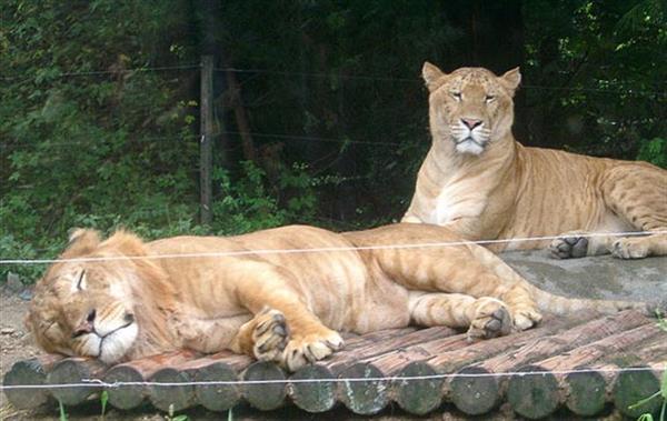 Twin Korea Ligers at an Everland Zoo in South Korea