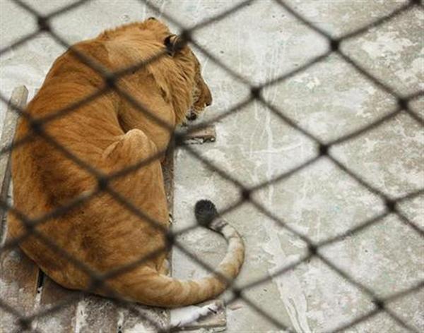 Liger Breeding Requires Legal Approval.