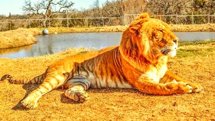 Levi the Liger weighs more than 850 pounds.