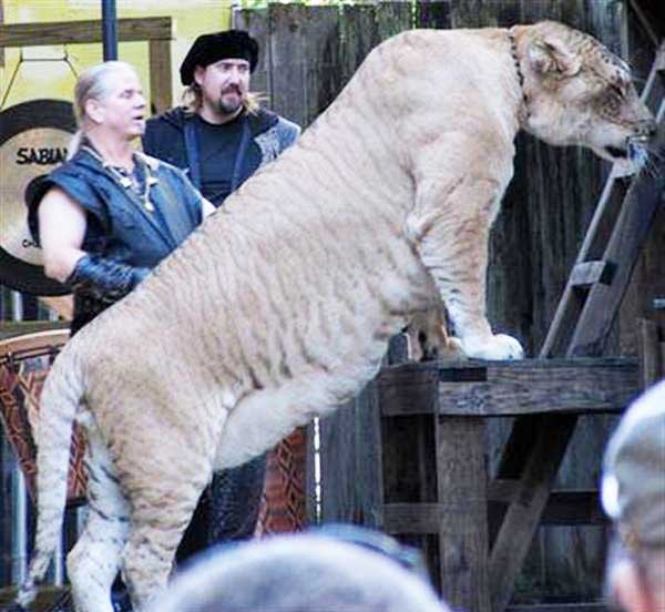 Ligers Continue to grow until they reach their Maturity stage of their Lifecycle. 
