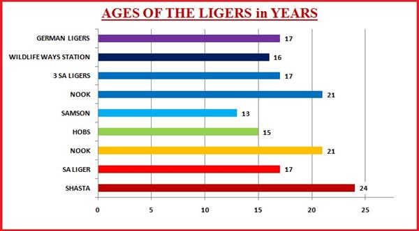 Liger Average Ages. All Ligers lifespan was normal.