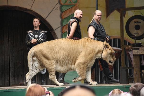 Ligers have a normal lifespan just like tigers and lions in captivity.