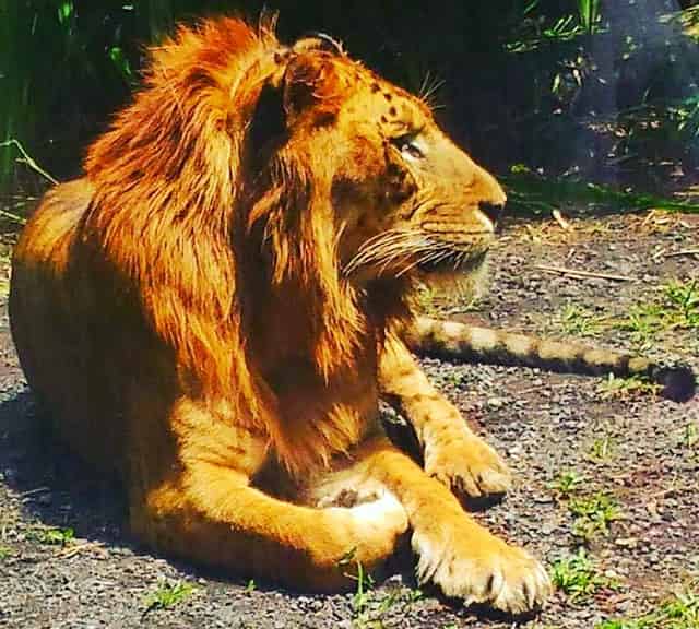 manes in ligers and other hybrid big cats having male lions as their fathers.