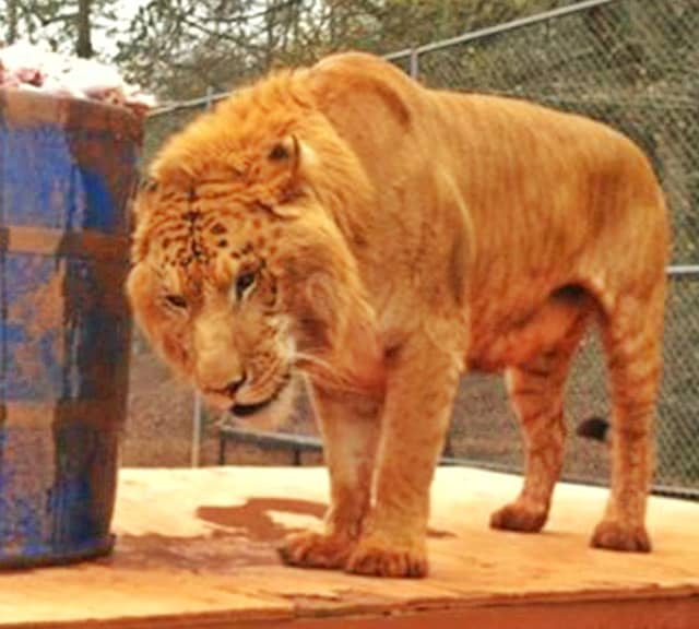 Liger Mane Size. Smaller than male lion. 