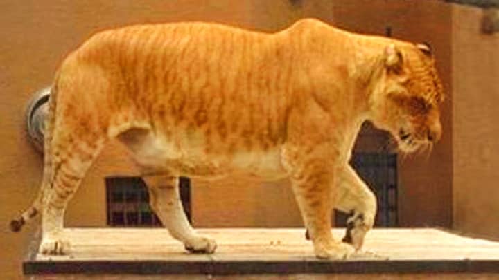 Ligers may have more stripes because of their bigger sizes. 