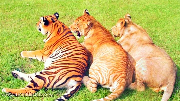 Ligers have more stripes than the tigers on their fur.