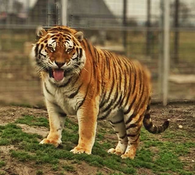 Tigers are the only big cats to have stripes on their fur.