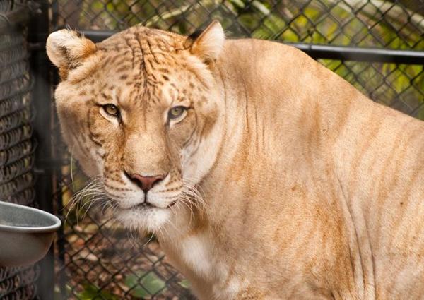 Liger Nook Lived with Siberian Tiger in its Cage. 