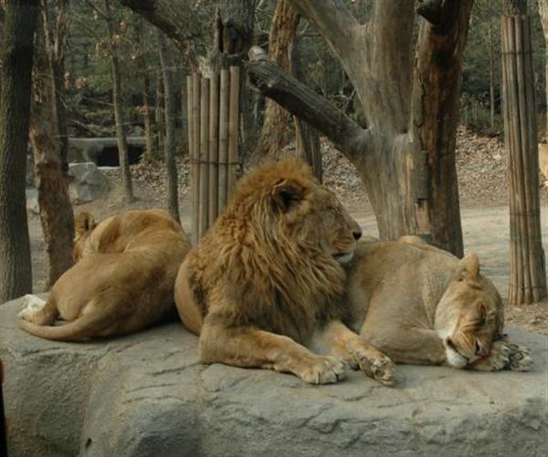 Ligers have parent lion behavioral genetics such as living together as being socialized.