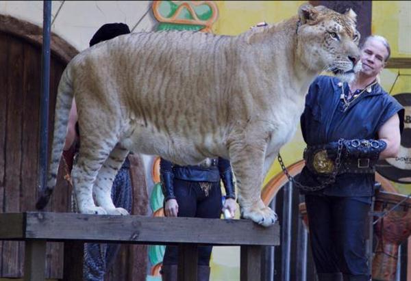 A Liger has a mixed behavior of its parents e.g., lion and tiger. 