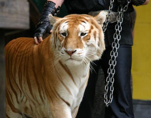 Ligers have the genes of its parent tiger such as swimming.