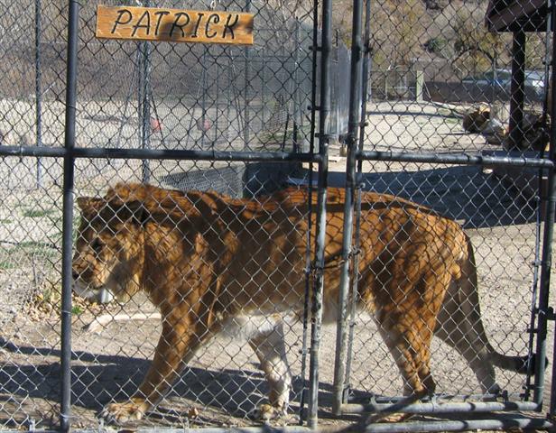 Liger Patrick inside the cage in United States. 