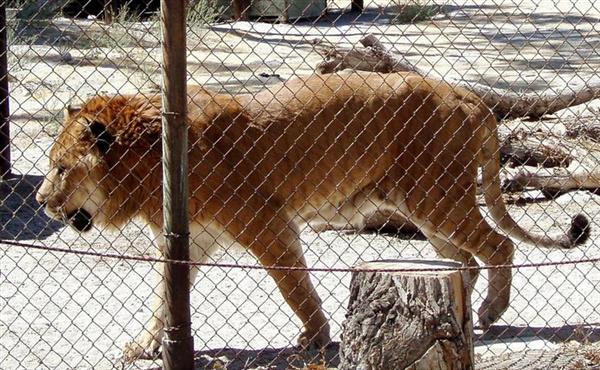 Patrick the Liger patroling and moving around the animal sanctuary in United States.