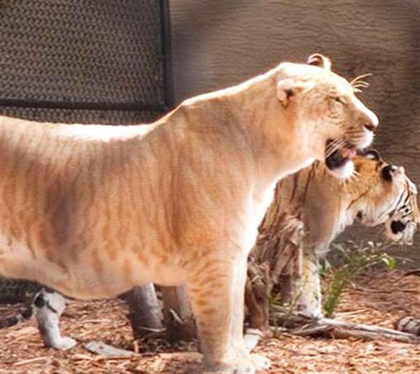 Liger Pet Vulcan in United States. Vulcan the liger is the brother of Hercules.