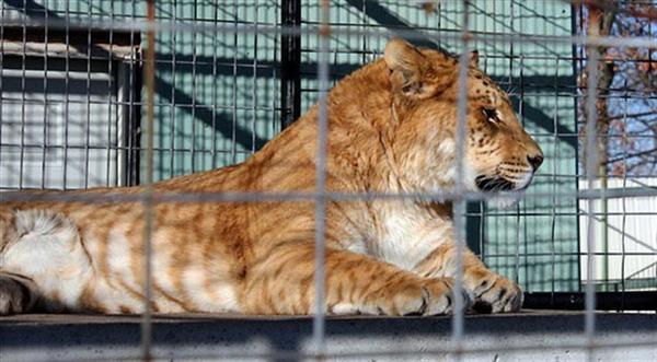 A liger at animal safari zoo in United States. 