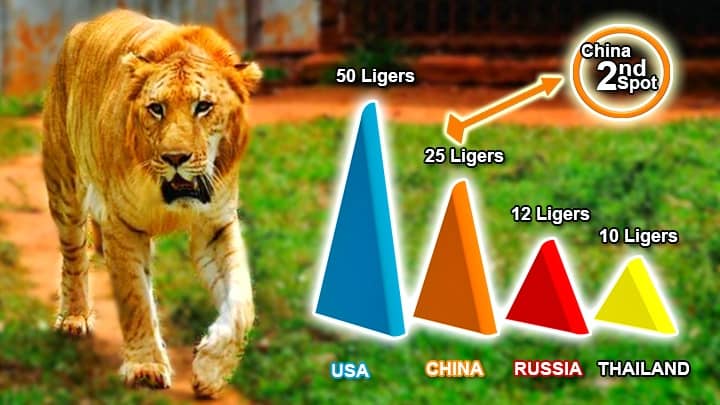 China is on 2nd spot for Liger population globally.