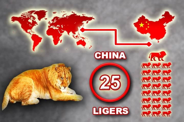 Liger population in China is around 25 ligers. 