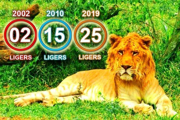 Liger population increased from 2 in 2002 to 25 ligers in 2019.