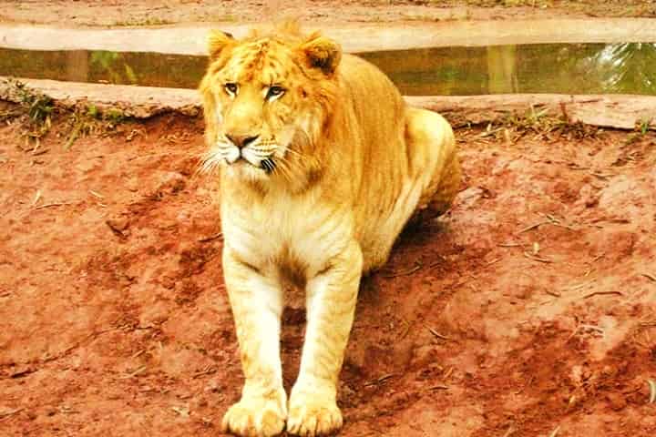 9 Zoos in China have ligers.