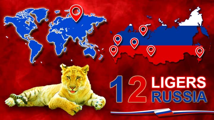12 Ligers in Russia - Liger Population