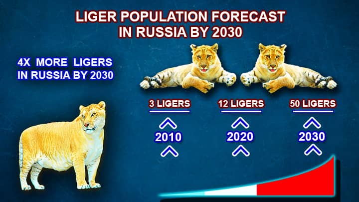 Liger Population estimates in Russia by 2030.