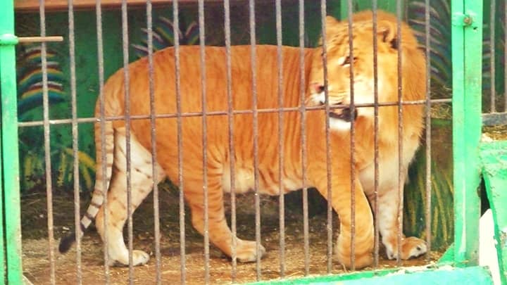 Liger at the Pyatigorsk region in Russia.
