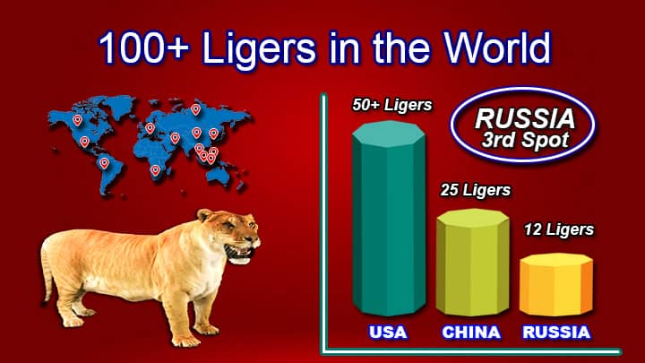 Russia is at the third spot for the liger population.