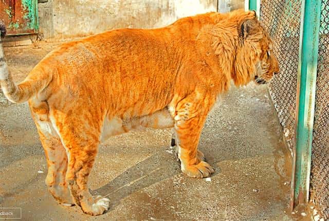 China has the second largest population of ligers with a total of 22 ligers.