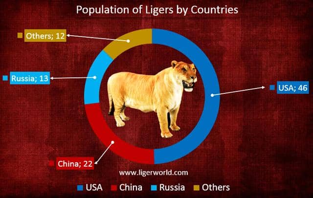 Population of ligers in other countries is around 12.