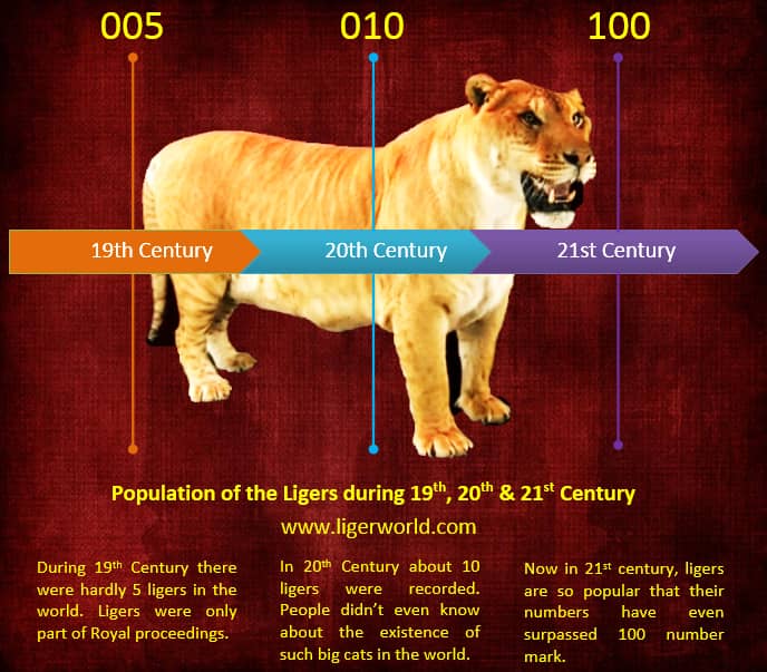 The population of the ligers during the 21st century has increased to 100 in 2017.