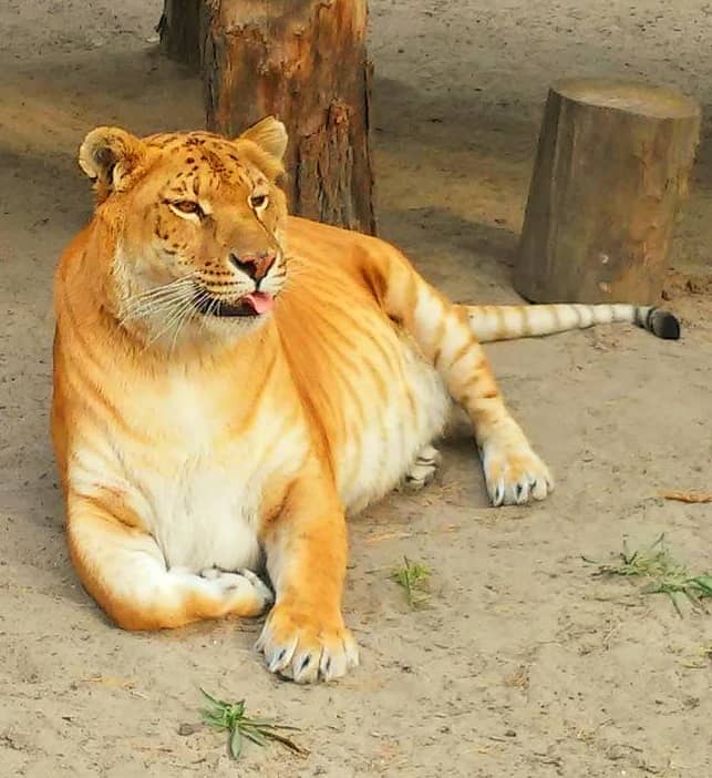 Russia is on the third spot in terms of ligers' population. There are 13 ligers in Russia as of 2017.