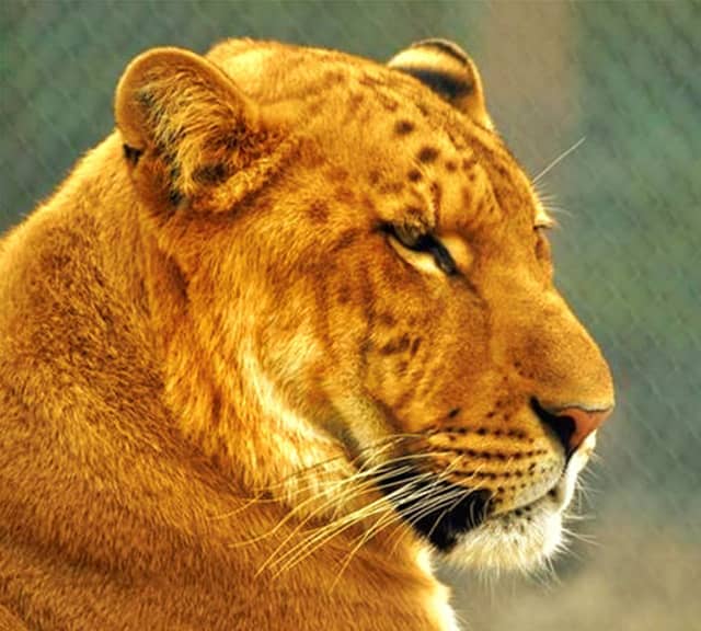 Liger population has reached a total of 100 ligers all over the world.