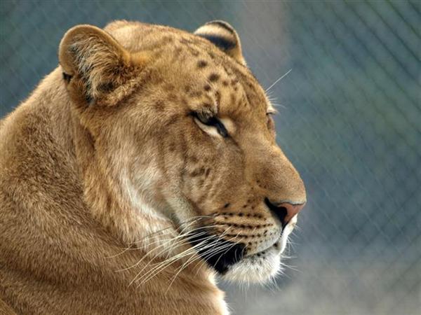Female Ligers are most likely to suffer from Pyometra.