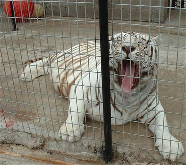 Liger and Tigers have less subjects of Pyometra.