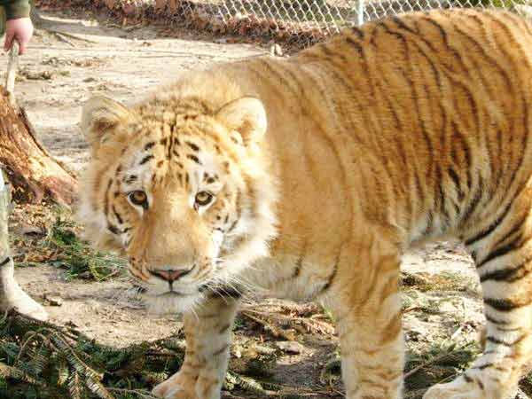 Radar is a Ti-Liger Liger. A Liger which has Male Tiger and Female Liger as its parents.