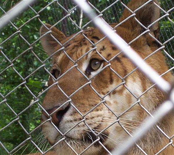 A close view of Eyes of Rocky the liger at an animal Sanctuary in United States.
