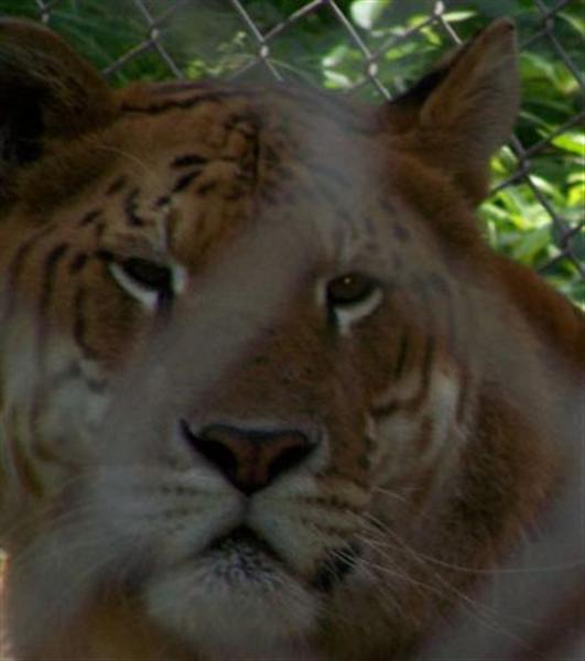 Rocky the liger - a A Close-up View.