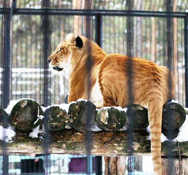 First Liger was born in Russia during 2004. Two Ligers were born at that time.