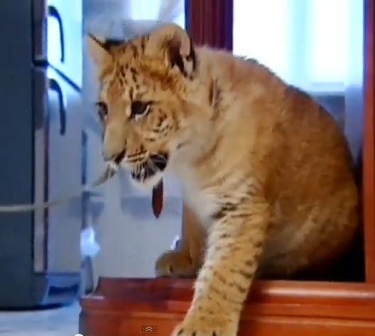 Liger Lyra Lived at an Apartment in Russia. Now the liger lives at Circus.