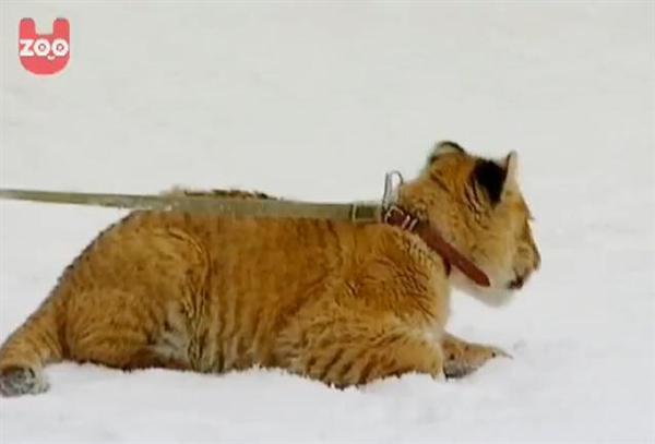 Liger Lyra Playing on Snow.