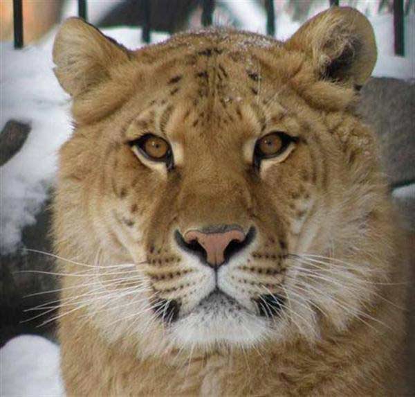 Lyra the liger - Close-up