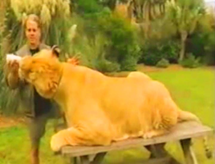 Samson the liger with Dr. Bhagavan Antle. 